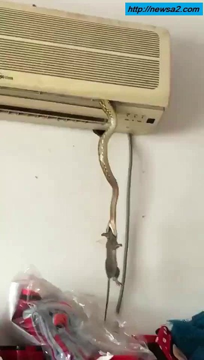 snake attacked by a rat was killed.