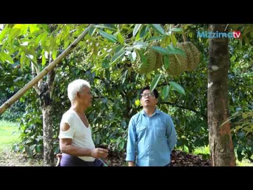 ဒူးရင္းပင္စုိက္ပ်ဳိးေရး အပုိင္း (၄)
