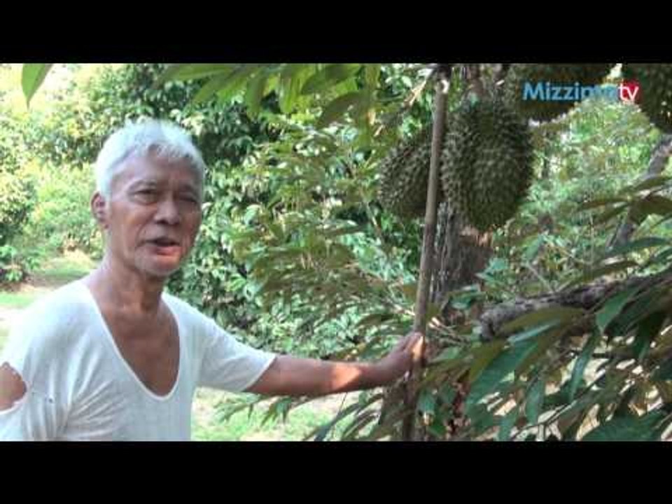 ဒူးရင္းစုိက္ပ်ဳိးေရး အပုိင္း (၅)