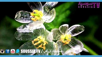 زهور لن تصدق وجودها في العالم#SoussiaTv__