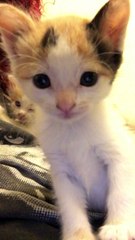 Who's that pretty kitty? Alex checks out the front facing camera.