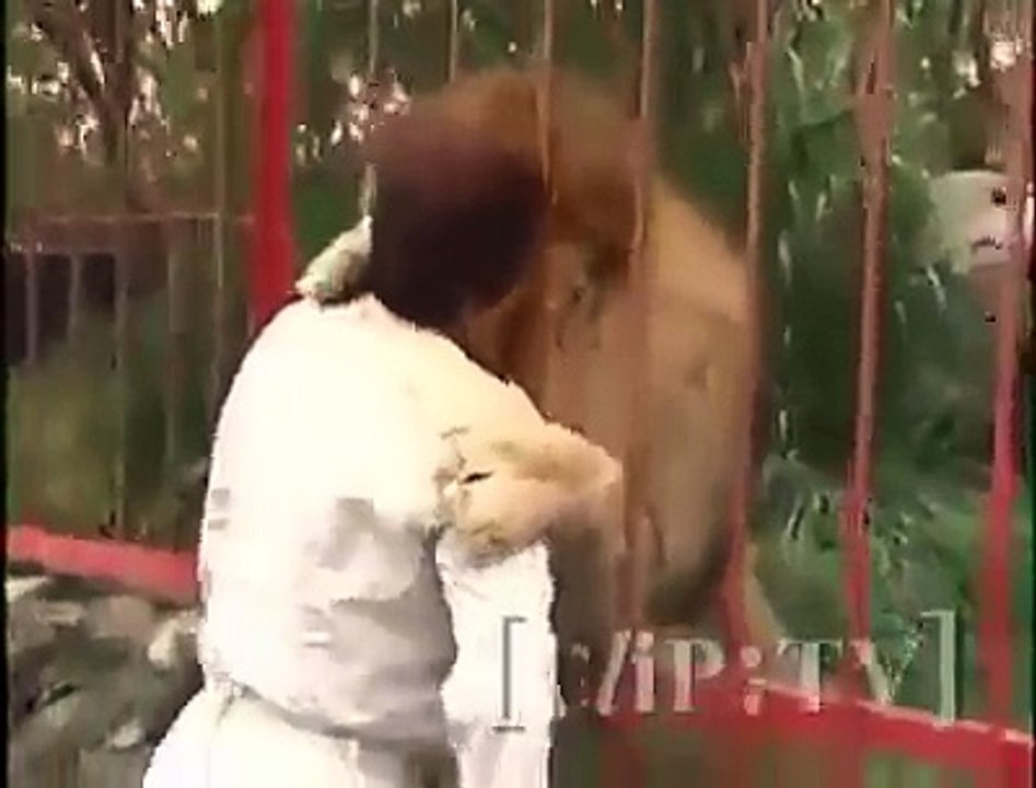 Lion Love
