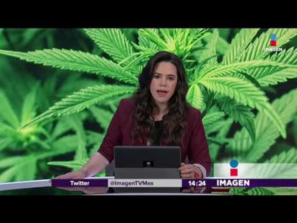 Aprueban uso medicinal de la marihuana en México | Noticias con Yuriria Sierra