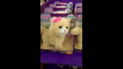 FUNNY CATS 2017 - FUNNY CATS | SUPER SELECTION :)