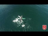 Humpback Whale Twirls in Alaskan Waters