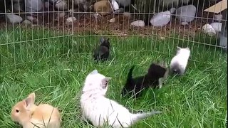 Kittens and rabbits