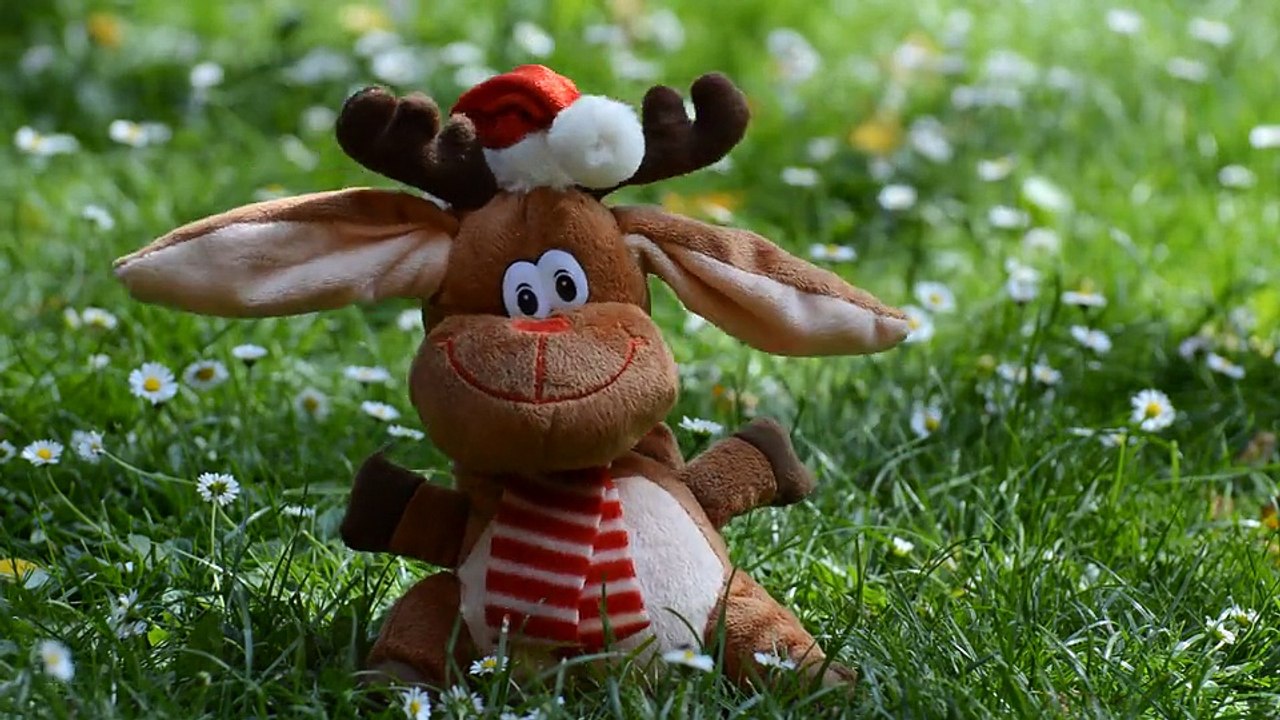 Reindeer - 3723