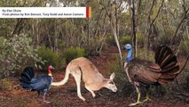 Kangaroo-Sized, Flying Turkeys Once Inhabited Australia