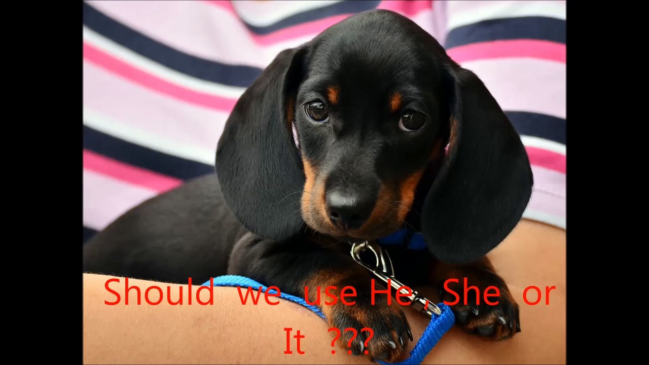 Use of Pronouns for Animals