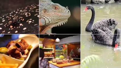 Alagang Magaling S6 EP12 - ALAGA NI DOC