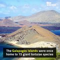 11.Extinct species of Galapagos giant tortoise may be resurrected