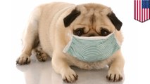 Flu anjing menular kini telah menyebar - Tomonews