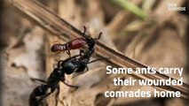 46.Ants carry wounded comrades back to base