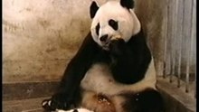 Babypandasneeze