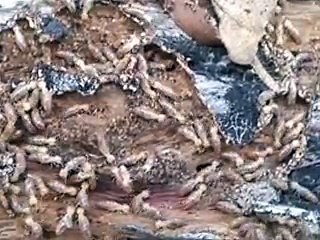 Property Inspection Gold Coast | Live Termites Found