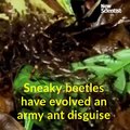 80.Beetles infiltrate ant colonies in disguise