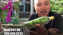 Doan Vinh teaches how to grow orchids (12)