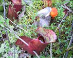 507.How flesh-eating pitcher plants trap insects