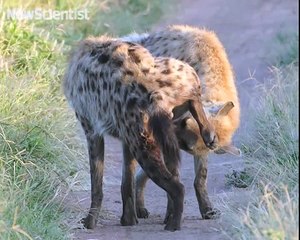 499.The sex life of animals