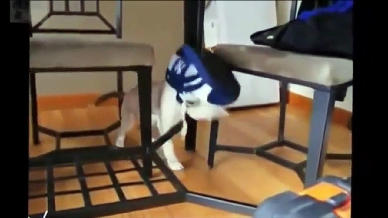 Video Lucu Banget Bikin Ngakak #1 - Kompilasi Anjing dan Kucing Kocak