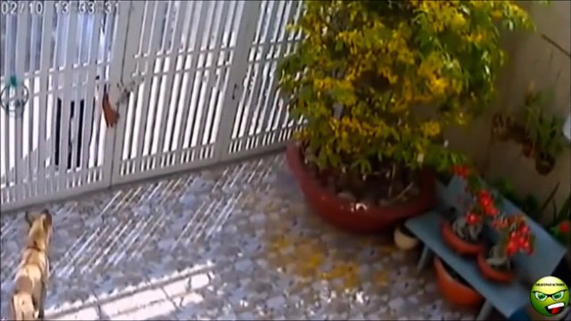 Video Lucu Banget Bikin Ngakak #2 - Kompilasi Video Maling Sial