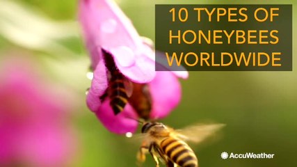 Most common bee types