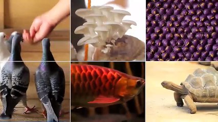 Alagang Magaling S6 EP12 - SLTV LAUNCHING