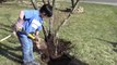 Red Japanese Maple (Acer Palmatum Atropurpureum) - How To Plant A Tree By Young Gardener Aiman