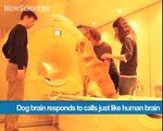 331.Dog brain responds to calls just like human brain