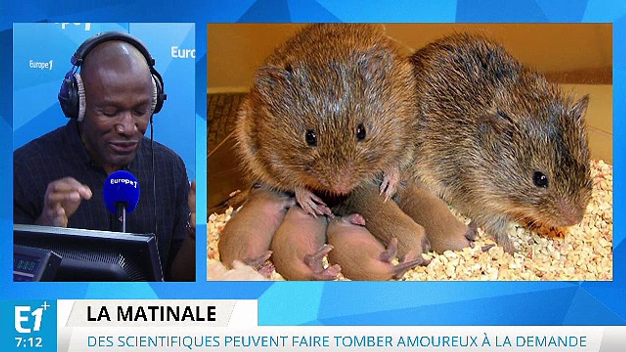 Des coups de foudre à la demande