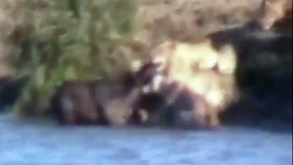 Big Battle Water Buffalo vs Giant Lion