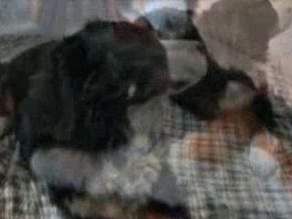 Voici deux de nos adorables femelle Eden et Mirage !