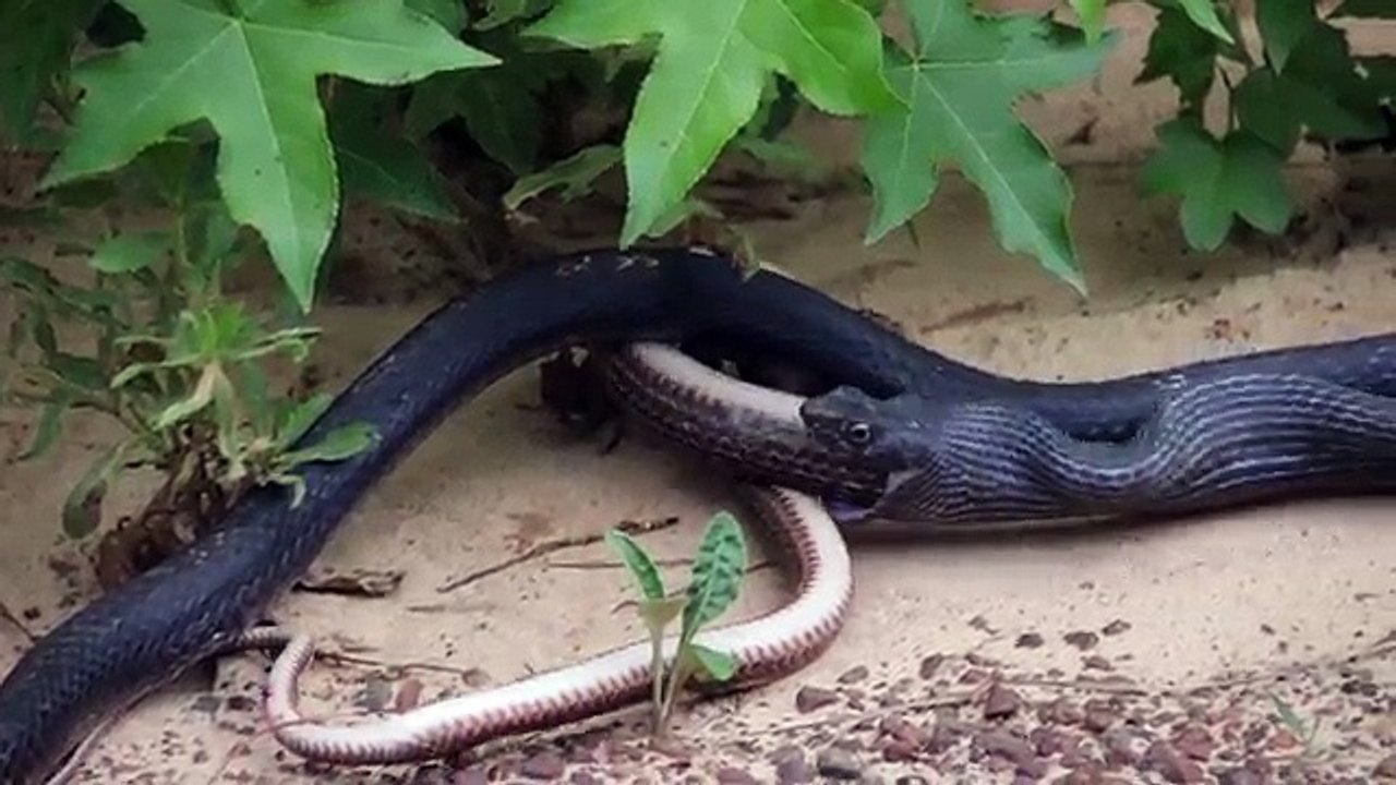 Snake Regurgitates Live Snake