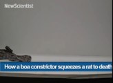 234.How a boa constrictor squeezes its prey to death
