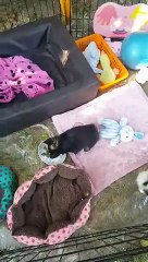 Mes BB à 6 semaines