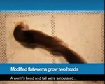 317.Modified worms grow two heads