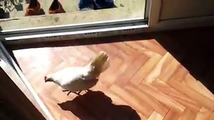 My bantam hen walk in my home By Taimoor...