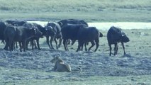 Lion vs Buffalo Real Animal Fight - 2 lion Attack and Kills one Buffalo - amazing videos