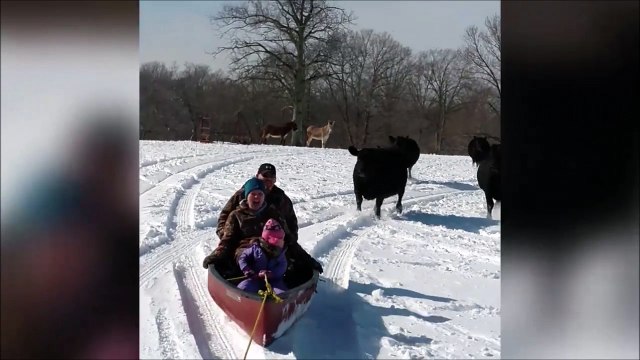 Quand un troupeau de vache a décidé de te poursuivre... Chaud
