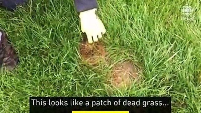 Regardez ce qui se cache sous ces herbes mortes dans votre jardin... Incroyable