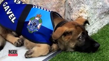 Ce chien policier est bien trop gentil pour etre un chien policier...