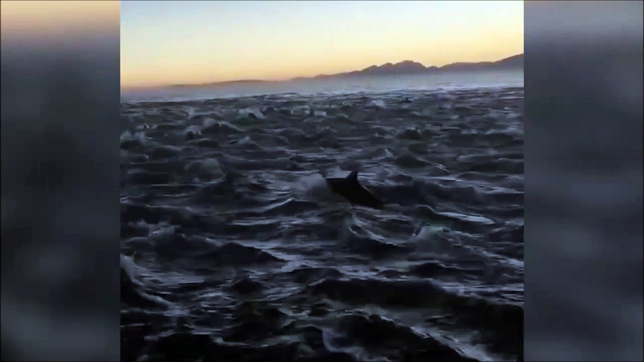 Incroyable, des centaines de dauphins nagent et...