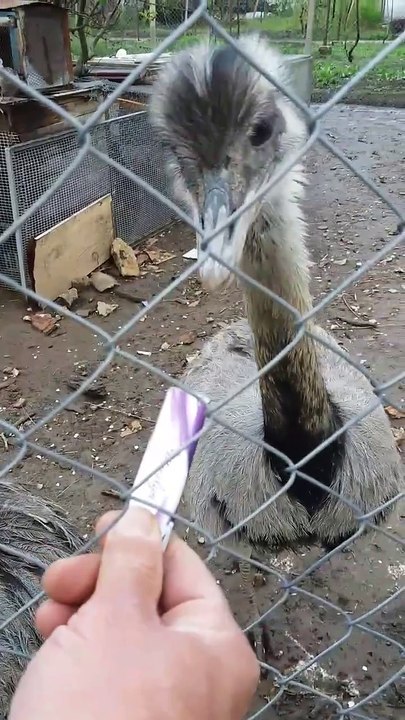 Ostrich bite hard..By Taimoor...