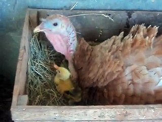 Mother turkey with baby geese..By Taimoor....