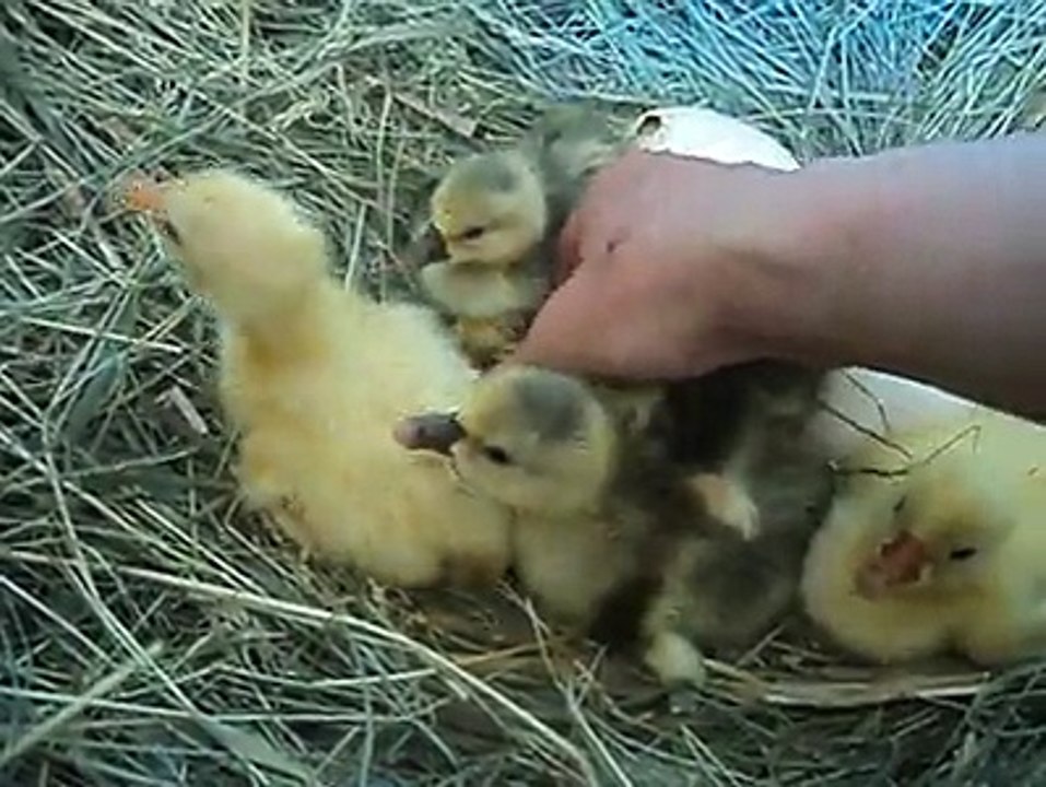 My baby geese..By Taimoor...