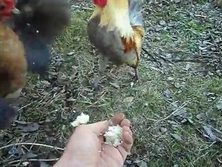 My bantam chickens eat from my hand..By Taimoor...