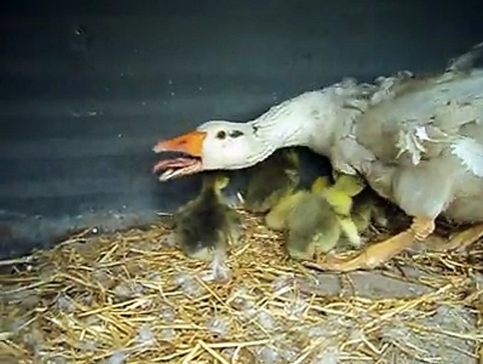 My goose with babies..By Taimoor...