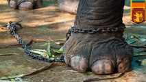 Elephant rampage: elephant in Sri Lankan Buddhist ceremony goes berserk, kills monk - TomoNews