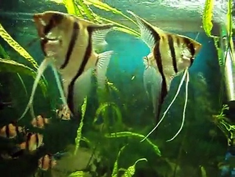 Fish aquarium 1 By Taimoor...