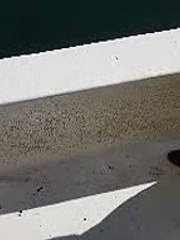 Un pêcheur trouve une tortue dans l’Étang de Berre